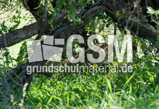 leopard (52 von 60).jpg